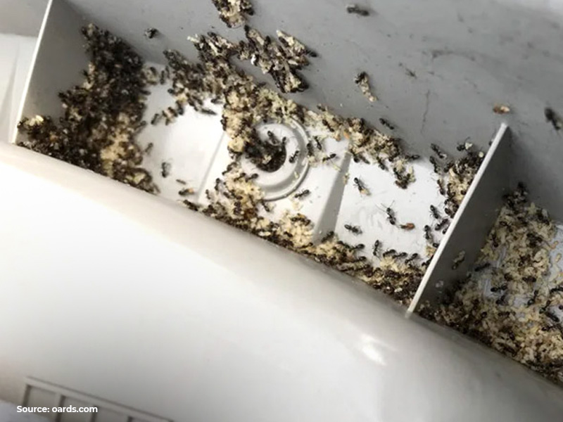 Car Fumigation Singapore Ants 